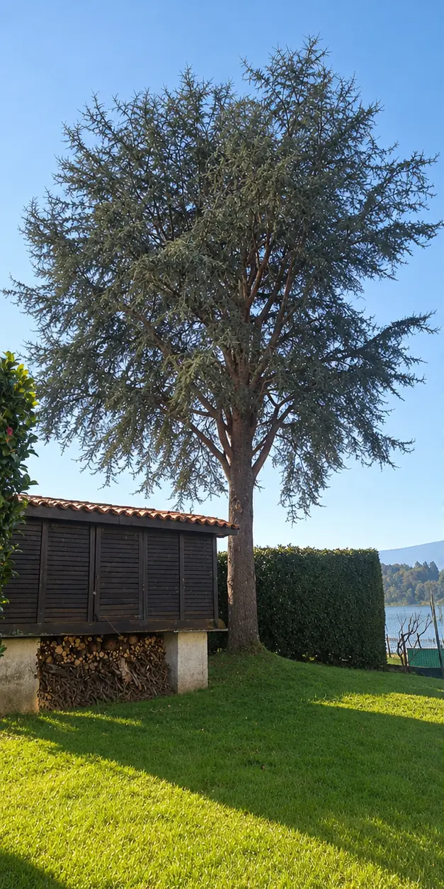 Cedro de gran tamaño con la copa densa antes de la poda