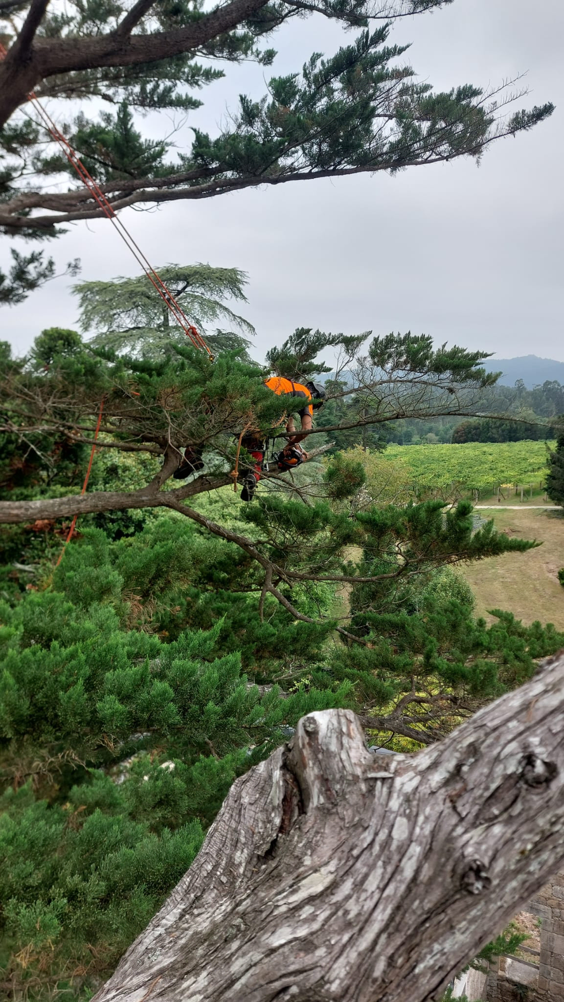 Arborista trabajando en altura sobre las ramas de un árbol durante una intervención