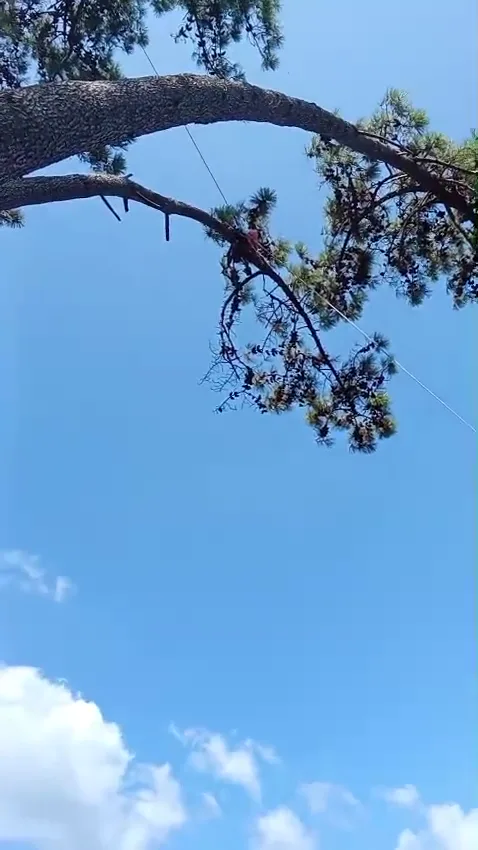 Vista desde el suelo de un arborista trabajando entre las ramas de un árbol, sujeto con cuerdas