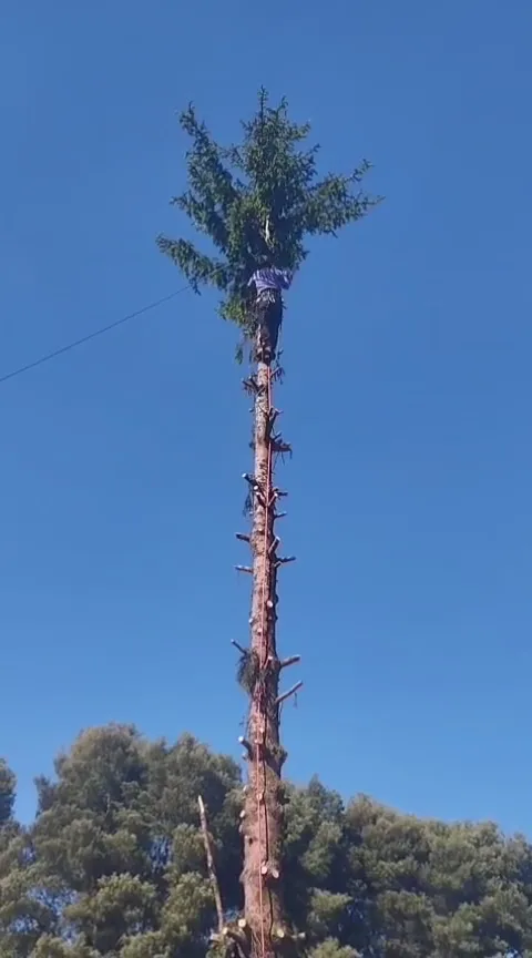 Arborista trabajando en lo alto de un árbol de gran altura, visto desde el suelo