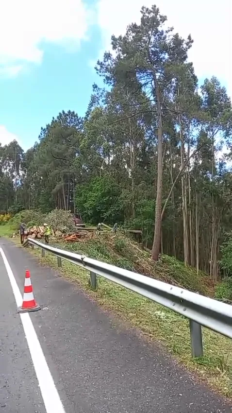 Trabajo de arbolado junto a una carretera con conos de señalización