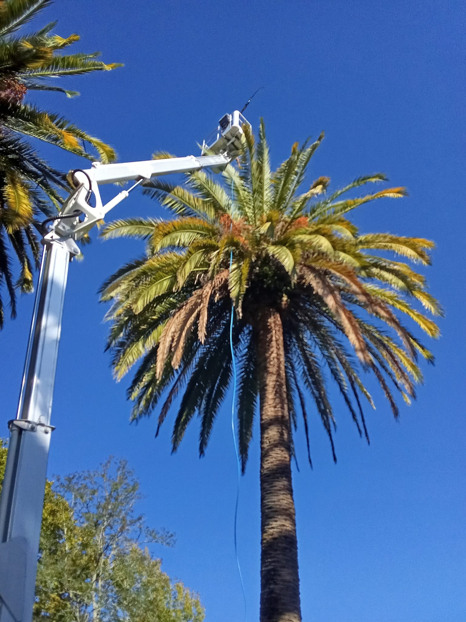 Plataforma elevadora junto a una palmera con un tubo de tratamiento colocado en el tronco